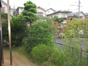 お庭管理　広島市　イヌマキ　低木　剪定