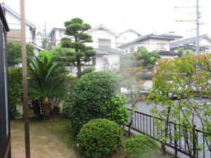 お庭管理　広島市　イヌマキ　低木　剪定