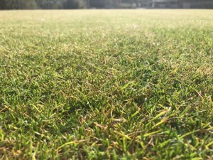 スガノグリーンビュー　広島県廿日市市　サッカー　グラウンド　グランド　天然芝　夏芝　冬芝　管理　メンテナンス　維持　スポーツ施設　