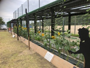 広島県安芸郡海田町　海田総合公園　ひまわりまつり　ひまわり　お庭　造園　維持管理　草花　夏　遊具　広場　スポーツ　休日　織田幹夫