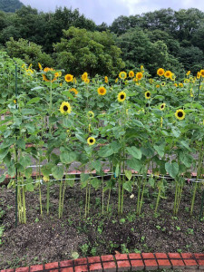 広島県安芸郡海田町　海田総合公園　ひまわりまつり　ひまわり　お庭　造園　維持管理　草花　夏　遊具　広場　スポーツ　休日　織田幹夫