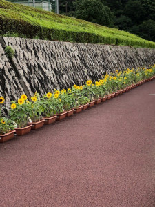 広島県安芸郡海田町　海田総合公園　ひまわりまつり　ひまわり　お庭　造園　維持管理　草花　夏　遊具　広場　スポーツ　休日　織田幹夫