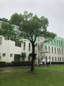 高等学校　庭　幹　腐敗　倒木　クスノキ　支柱　人工芝　管理　校庭　東広島市　高木　草刈り　草むしり　消毒　殺虫　植木　枝切り　生垣剪定　不要な植木　枯木　処分　切り株　根　掘取り　休耕田の整備