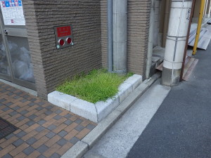 広島市中区　マンション　中庭　玄関　植込み　植栽　エントランス　草抜き　除草　人工芝　マンション管理　楽　管理組合　手入れ　植木　雑草　マンホール　人工芝生活