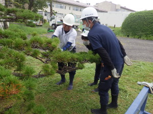 造園事業部　新入社員　若手　人材育成　研修会　松　造園　剪定　除草　人工芝　植木　伐採　除根　庭　管理　