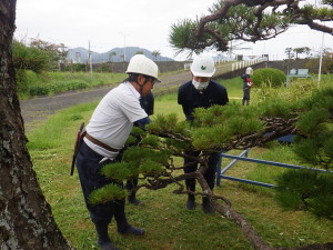 造園事業部　新入社員　若手　人材育成　研修会　松　造園　剪定　除草　人工芝　植木　伐採　除根　庭　管理　