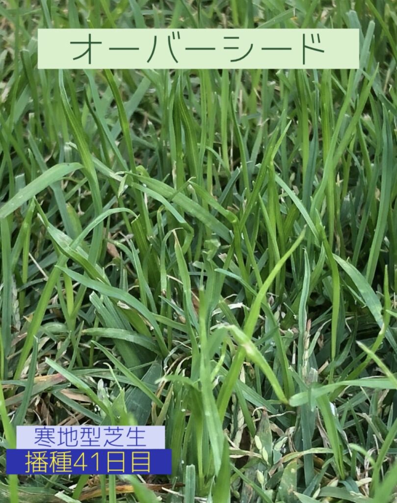 ユニサス　Instagram　インスタグラム　インスタ　コロナに負けるな　新規　開設　アカウント　剪定　除草　草刈　人工芝　草滑り　公園　スポーツ　施設　グラウンド　真砂土　黒土　サッカー　テニス　野球　バスケ　ゴール　コート　ゴルフ 庭　フットサル　健康　健康経営　働き方改革　求人　中途採用　工事　管理　遮光ネット　園庭　こども園　幼稚園　野球場　広陵　高校　女子野球　オーダーメイド　注文　完成写真　図面 エキキタ　広島駅　駅　遊び場　サンフレッチェ　予約　子ども　遮光ネット カープ　選手　バッテリー　外木場　呉 下関球場　下関国際　アンケート スポーツ庁　Sport in Life プロジェクト　加盟　オーバーシード