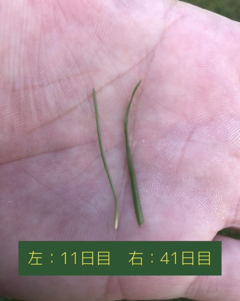 ユニサス　Instagram　インスタグラム　インスタ　コロナに負けるな　新規　開設　アカウント　剪定　除草　草刈　人工芝　草滑り　公園　スポーツ　施設　グラウンド　真砂土　黒土　サッカー　テニス　野球　バスケ　ゴール　コート　ゴルフ 庭　フットサル　健康　健康経営　働き方改革　求人　中途採用　工事　管理　遮光ネット　園庭　こども園　幼稚園　野球場　広陵　高校　女子野球　オーダーメイド　注文　完成写真　図面 エキキタ　広島駅　駅　遊び場　サンフレッチェ　予約　子ども　遮光ネット カープ　選手　バッテリー　外木場　呉 下関球場　下関国際　アンケート スポーツ庁　Sport in Life プロジェクト　加盟　オーバーシード